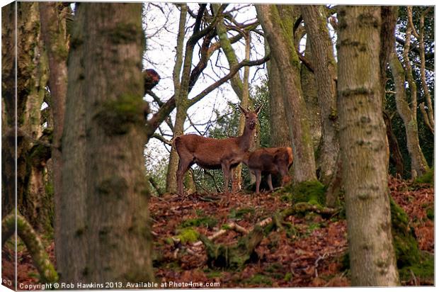 Red Deer in the Woods Canvas Print by Rob Hawkins