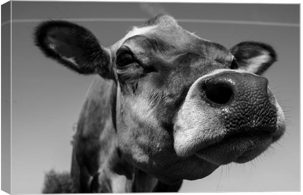 Jersey Cow Canvas Print by Rob Hawkins