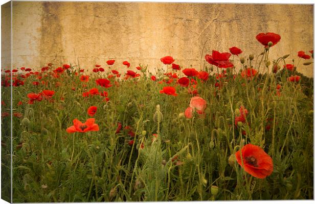In Flanders Fields the poppies blow Canvas Print by Rob Hawkins