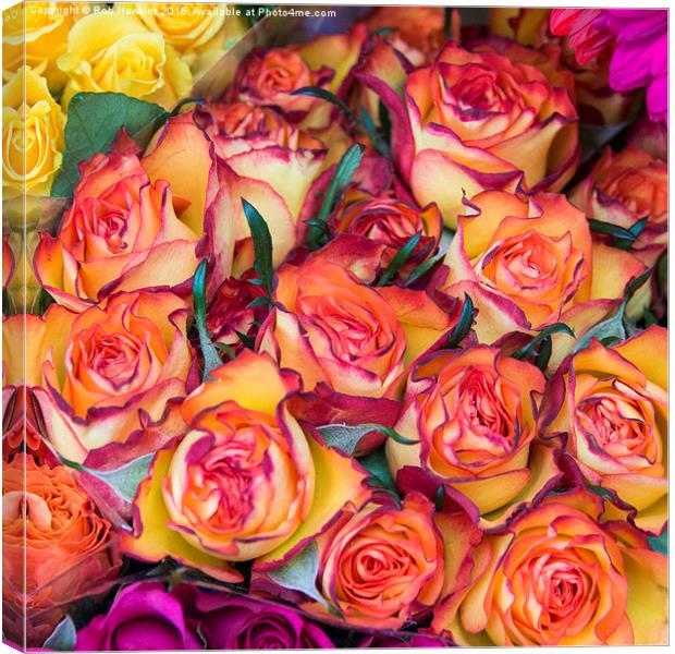  Roses Canvas Print by Rob Hawkins