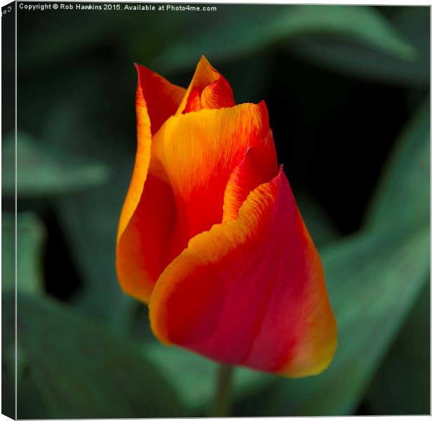  Red tulip  Canvas Print by Rob Hawkins