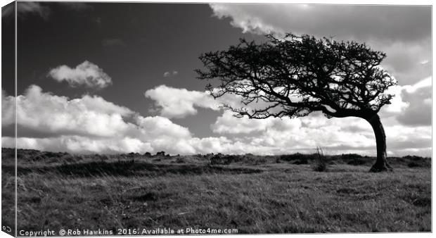 Lonesome tree  Canvas Print by Rob Hawkins