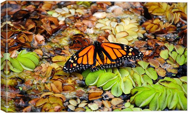 Butterfly on the pond Canvas Print by Rob Hawkins