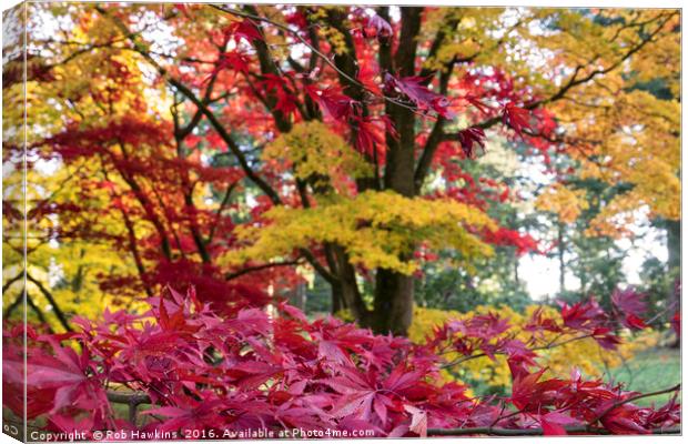 Acer Colours  Canvas Print by Rob Hawkins