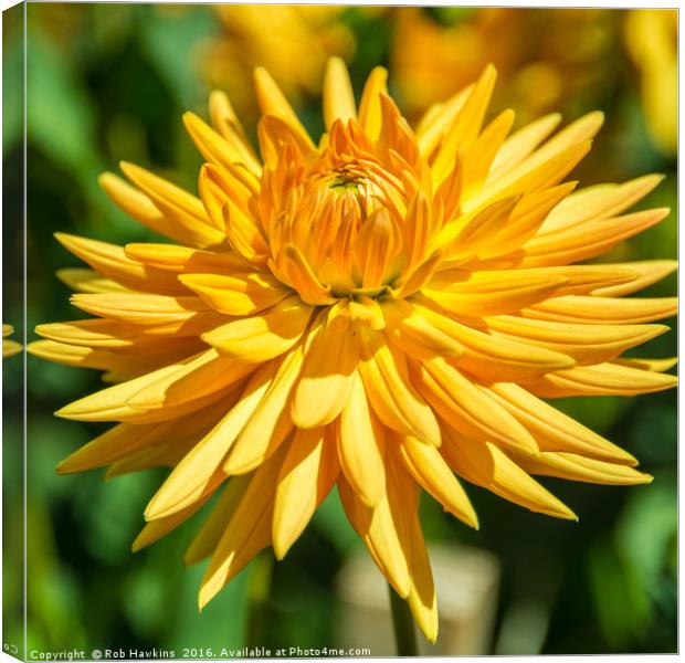 Yellow Dahlia  Canvas Print by Rob Hawkins