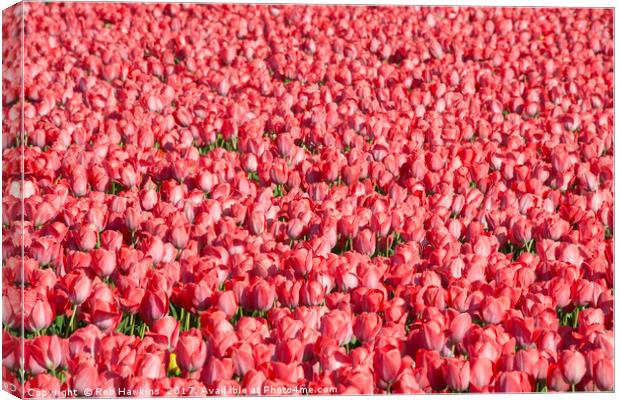 Mostly Tulips  Canvas Print by Rob Hawkins