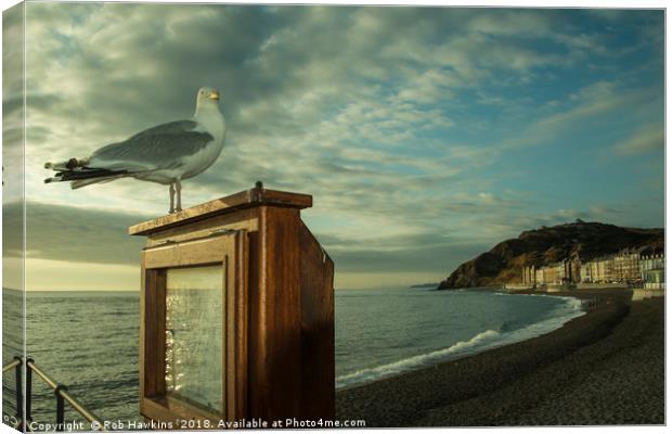 Aberystwyth Shitehawk Canvas Print by Rob Hawkins