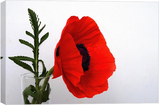 Red Poppy against white Canvas Print by Rob Hawkins
