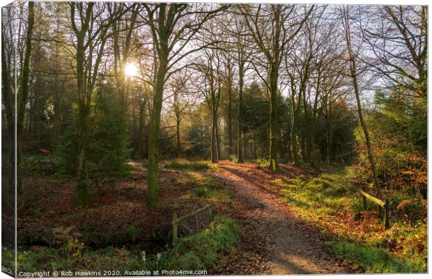 Neroche Forest Canvas Print by Rob Hawkins