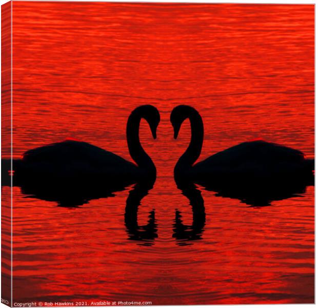 Swan Loving  Canvas Print by Rob Hawkins