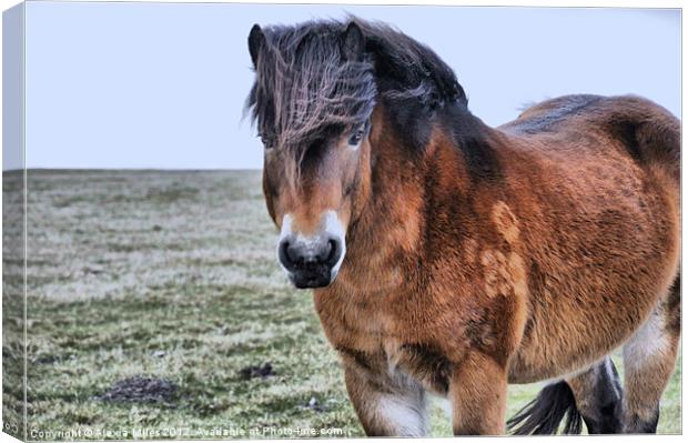 Pony on Exmoor Canvas Print by Alexia Miles