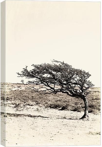 Lonely Tree Canvas Print by Alexia Miles