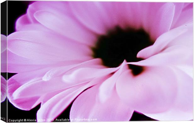 Pink Daisy Canvas Print by Alexia Miles