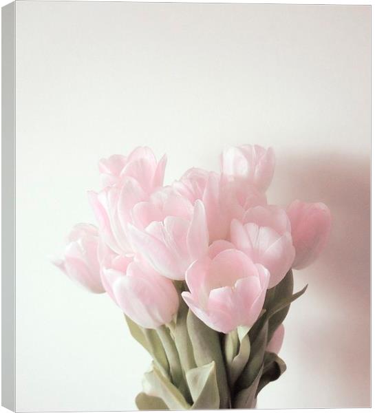Simple Shade of Pink Canvas Print by Alexia Miles