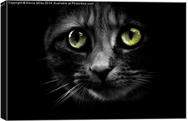 Cats eyes Canvas Print by Alexia Miles
