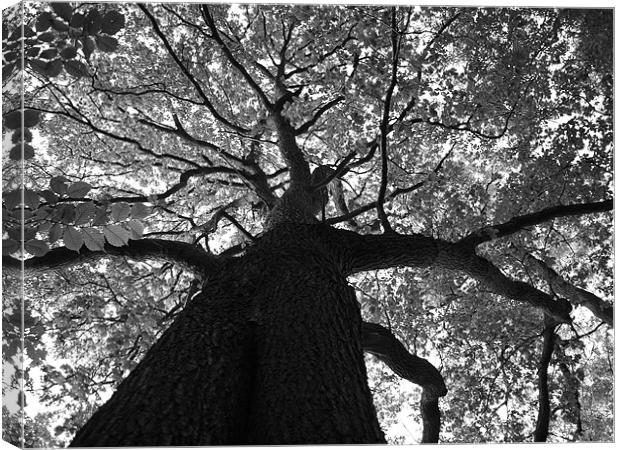 Up in the Tree Canvas Print by Laura Bowen