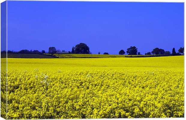 Field of yellow Canvas Print by les tobin