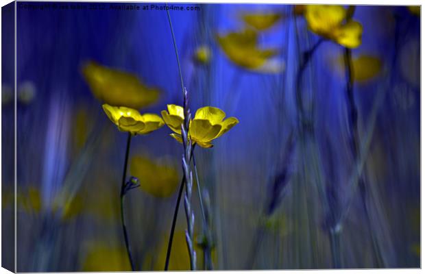 Buttercup Canvas Print by les tobin