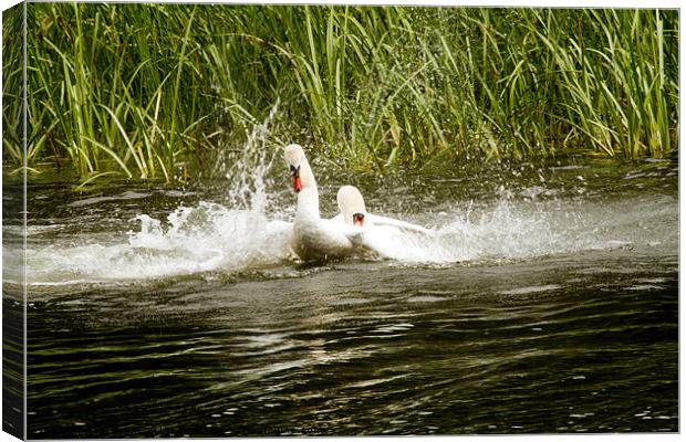 Fighting Swans Canvas Print by les tobin