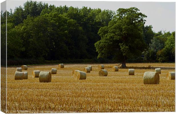 Hereford Summer Canvas Print by les tobin