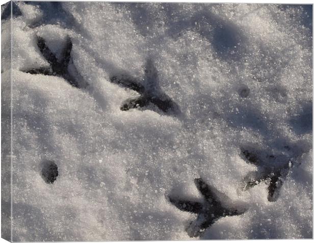 Footsteps in the Snow Canvas Print by Rebecca Price
