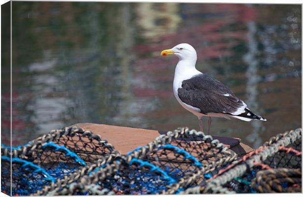 Greater black backed gull Canvas Print by Douglas Kerr