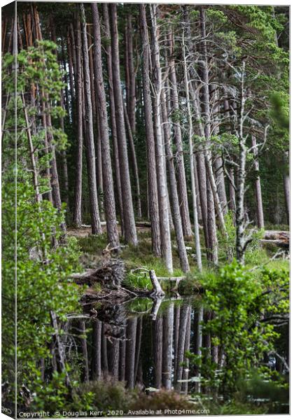 Scots pines, Loch Mallachie, Highland Canvas Print by Douglas Kerr