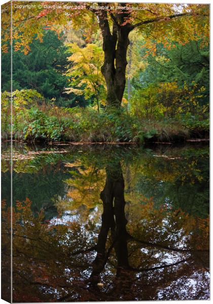 Autumn tree reflection Canvas Print by Douglas Kerr