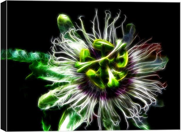Passion Flower Canvas Print by Maggie Stringer