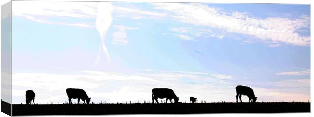 Cows in silhouette Canvas Print by Pauline Tweedy
