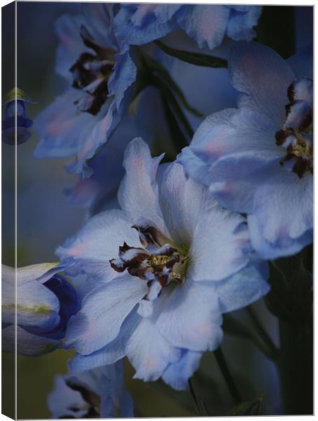 Blue delphinium Canvas Print by Pauline Tweedy