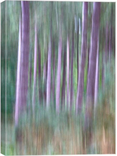 Woodland Walk Canvas Print by Mike Sherman Photog