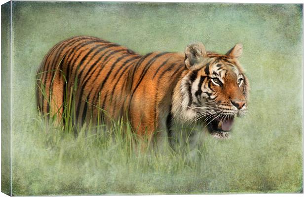 Bengal Tiger Canvas Print by Mike Sherman Photog