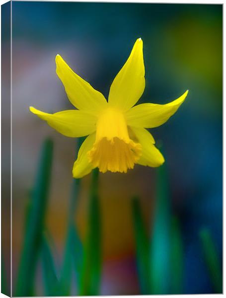 Daffodil Canvas Print by Mike Sherman Photog
