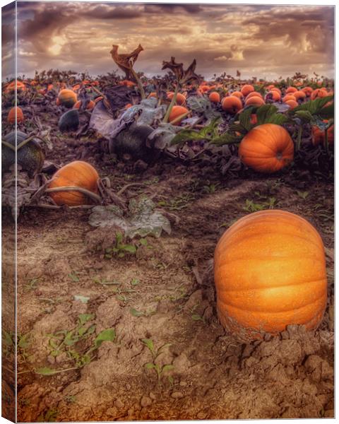 Pumpkin Field Canvas Print by Mike Sherman Photog