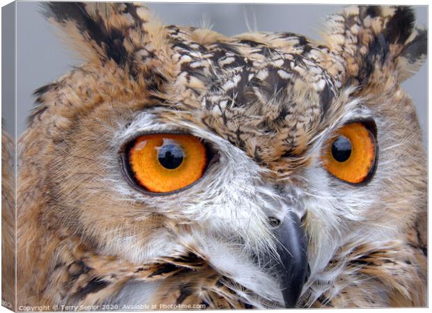 Egyptian Eagle Owl (Bubo ascalaphus) Canvas Print by Terry Senior