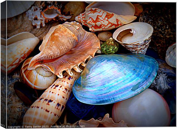 Sea Shells Canvas Print by Terry Senior