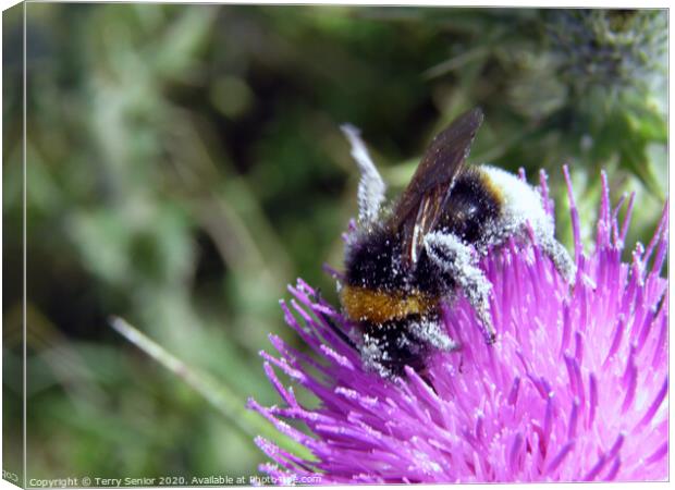 Bee collecting pollen from a Thistle Canvas Print by Terry Senior