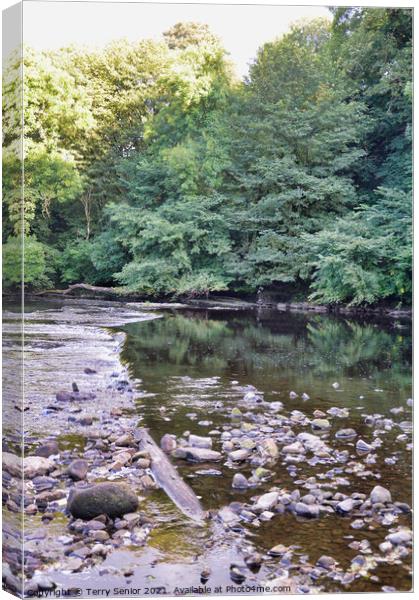 Calm still waters at Aysgarth Falls on the River Ure in Wensleydale, England, Canvas Print by Terry Senior