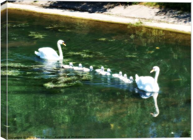 A family of Mute Swans in Regents Park London in HDR Canvas Print by Terry Senior