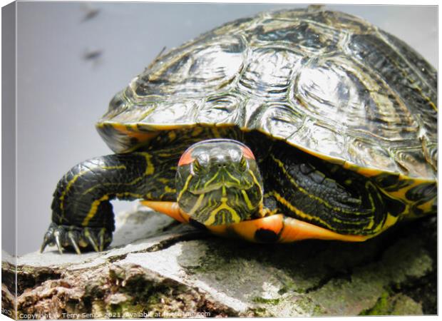 A Red Earred Terrapin a beautifully coloured repti Canvas Print by Terry Senior