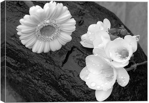 Flowers on Driftwood in the Rain Canvas Print by Mike Routley