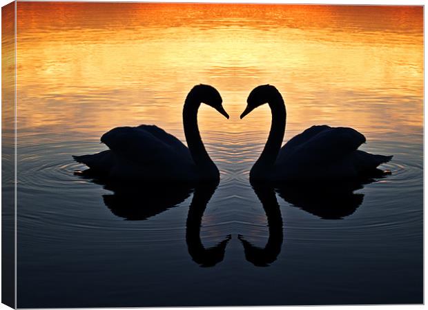 Swan Heart Canvas Print by Paul Macro