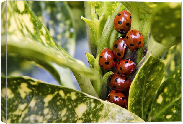 Ladybirds Canvas Print by Paul Macro