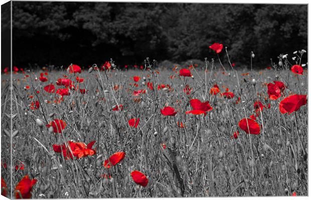 Remembrance Poppies Canvas Print by Paul Macro