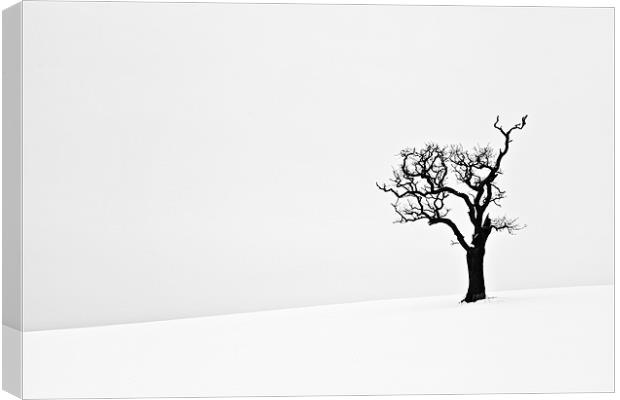 Isolated Dead Tree in Snow Canvas Print by Paul Macro