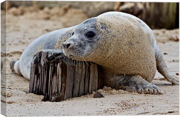 Seal Pup Chilling Canvas Print by Paul Macro
