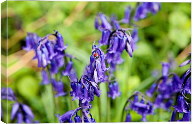 Ladybird and Bluebells Canvas Print by Paul Macro