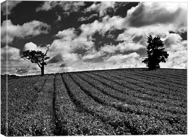 Isolated tree in field with moody sky Canvas Print by Paul Macro