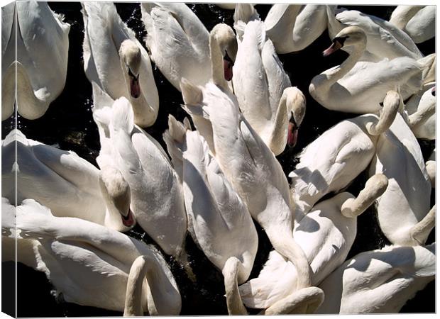 Swans from above Canvas Print by Paul Macro